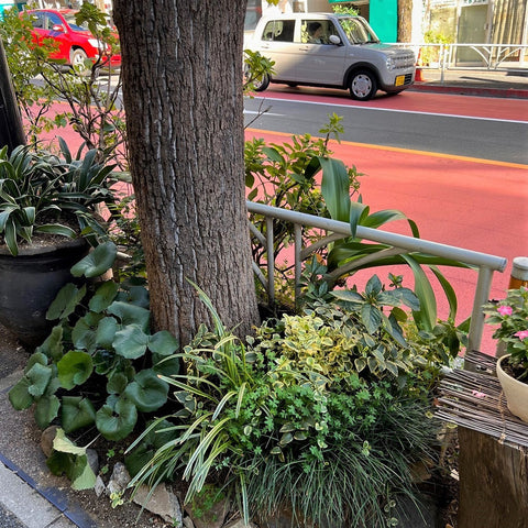 Japanese Gardens: The Pocket Edition