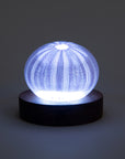 Light Base LED - Round