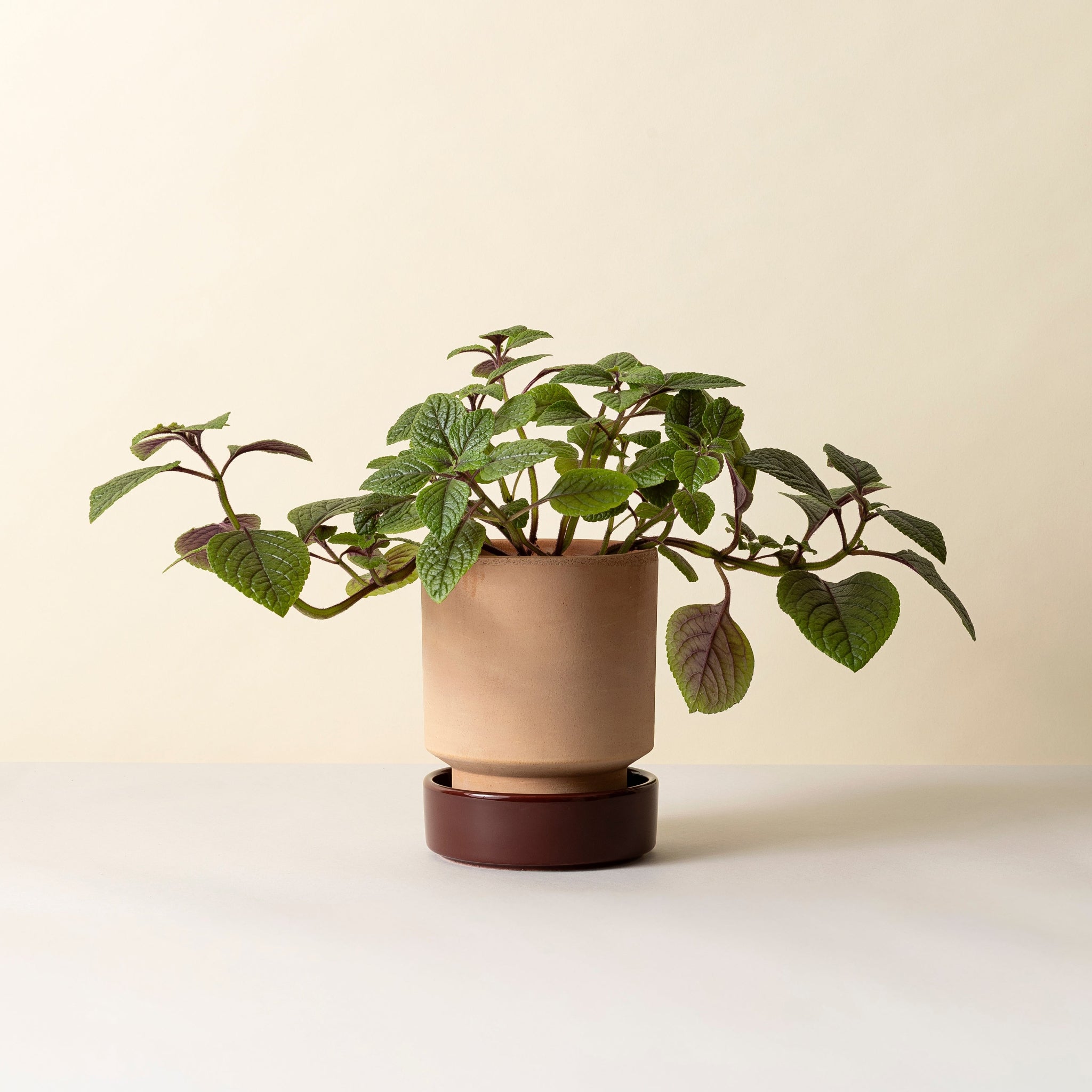 Hoff Planter & Saucer - 7.1