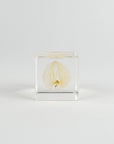 Clear cube with lacy leaf inside on a white background