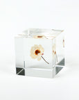 Sola Cubes - Botanicals
