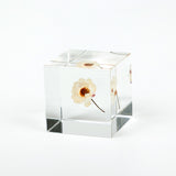 Sola Cubes - Botanicals