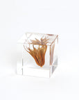 Sola Cubes - Botanicals