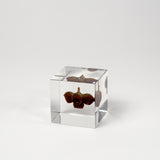 Sola Cubes - Botanicals