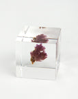 Sola Cubes - Botanicals