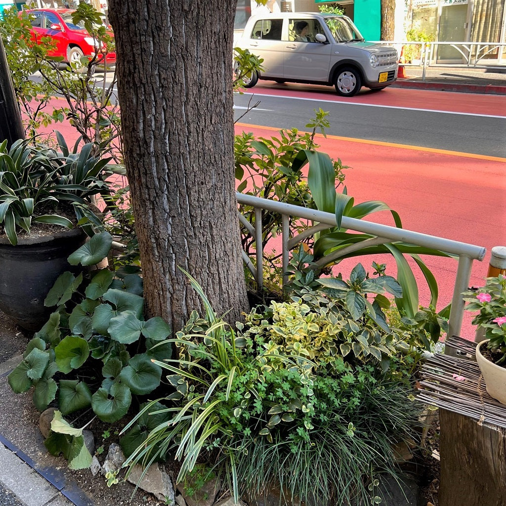 Japanese Gardens: The Pocket Edition