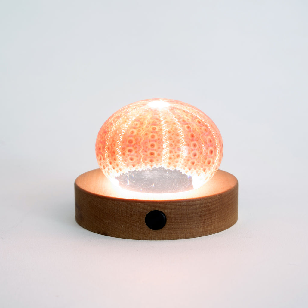 Light Base LED - Round