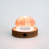 Light Base LED - Round
