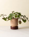 Hoff Planter & Saucer - 5.5" Ø - Rosa Pot/Deep Burgundy Saucer