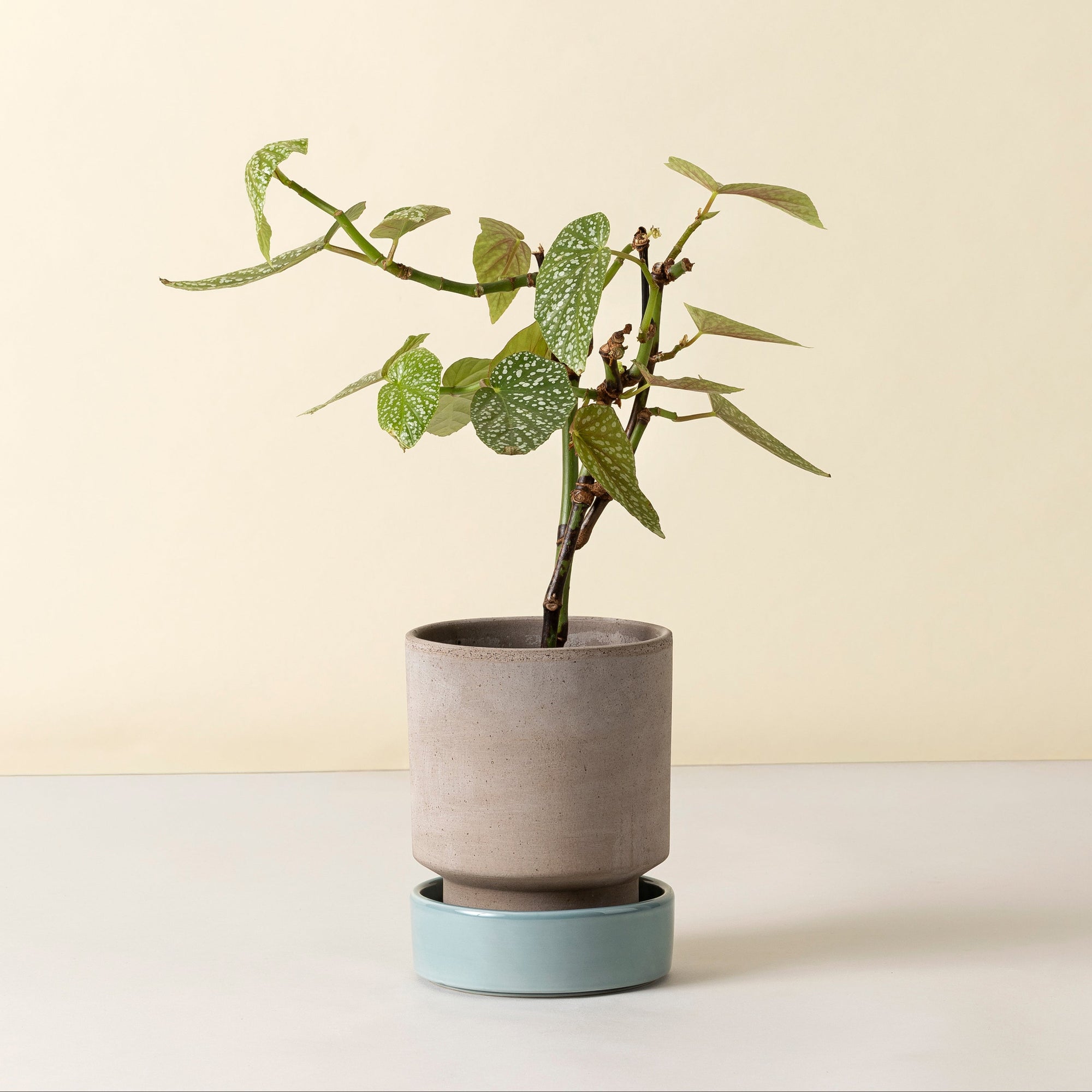 Potted plant on a white surface with a beige background