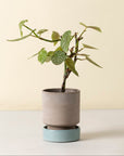 Potted plant on a white surface with a beige background