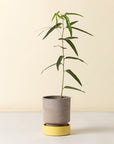 Hoff Planter & Saucer - 6.3" Ø - Grey Pot/Pale Yellow Saucer