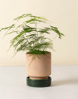 Hoff Planter & Saucer - 7.1" Ø - Rosa Pot/Emerald Green Saucer
