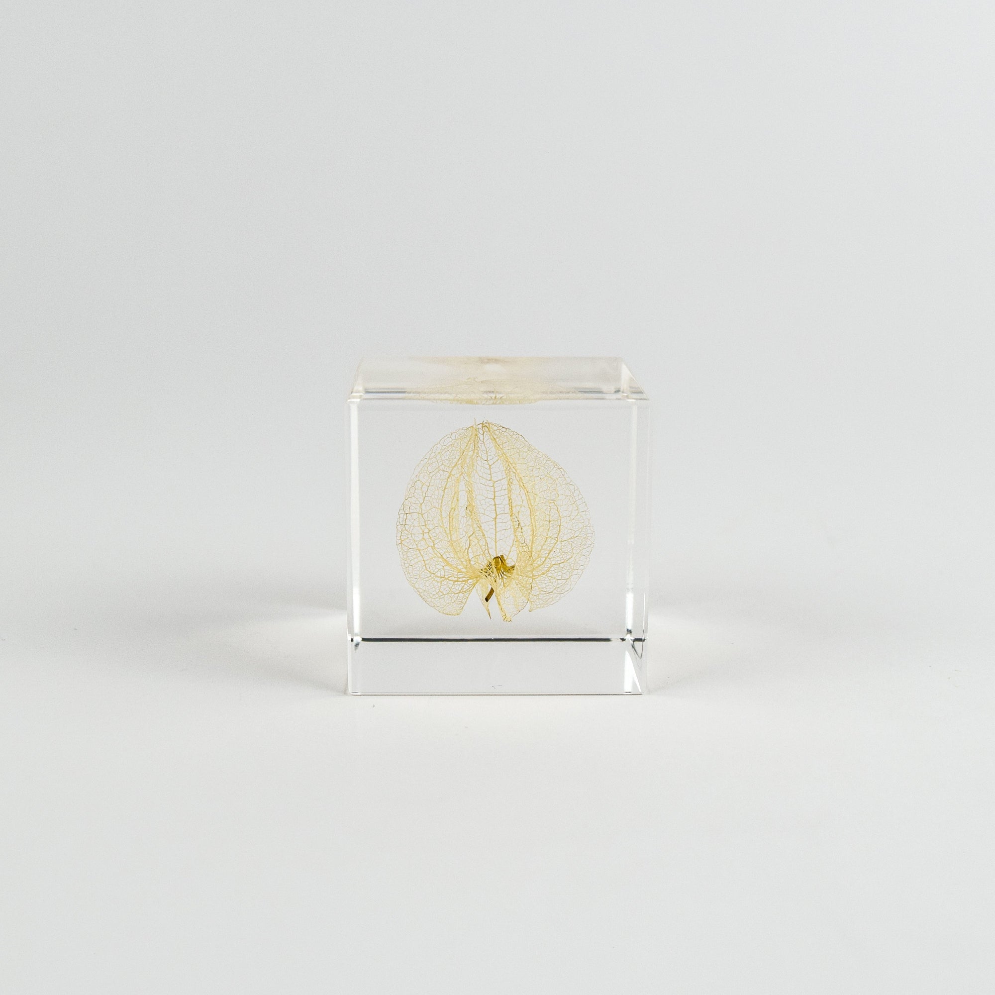 Clear cube with lacy leaf inside on a white background