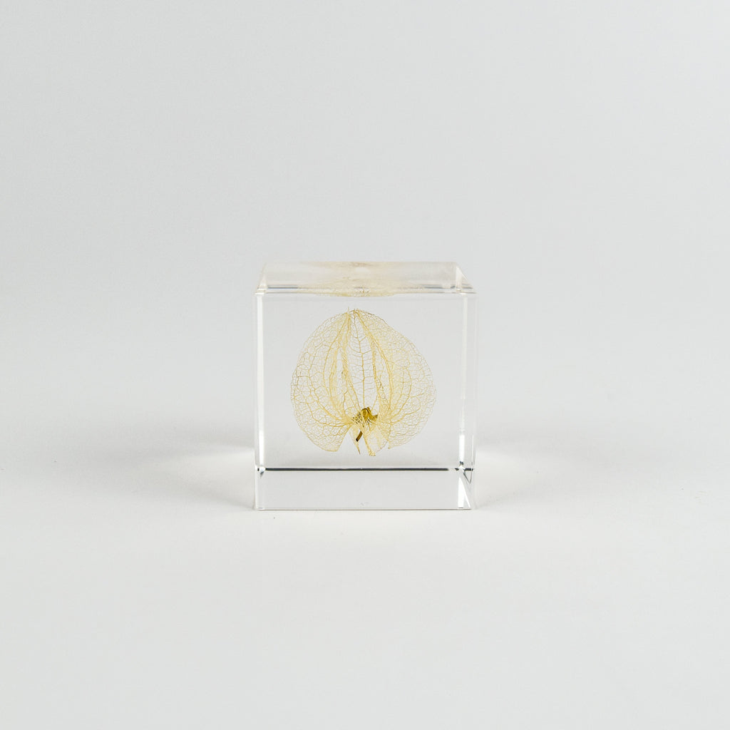 Clear cube with lacy leaf inside on a white background