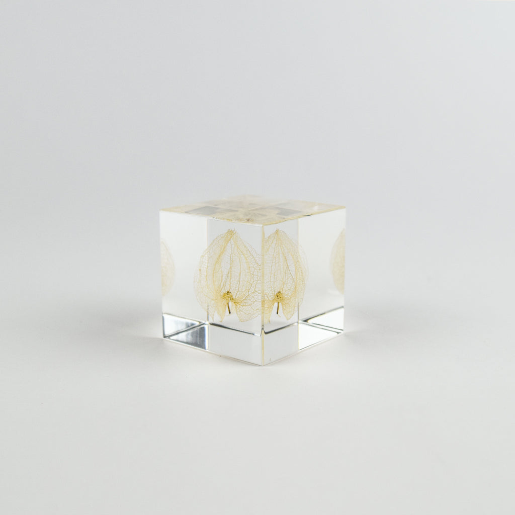 Clear cube with lacy leaf inside on a light gray background