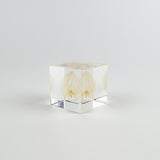 Clear cube with lacy leaf inside on a light gray background