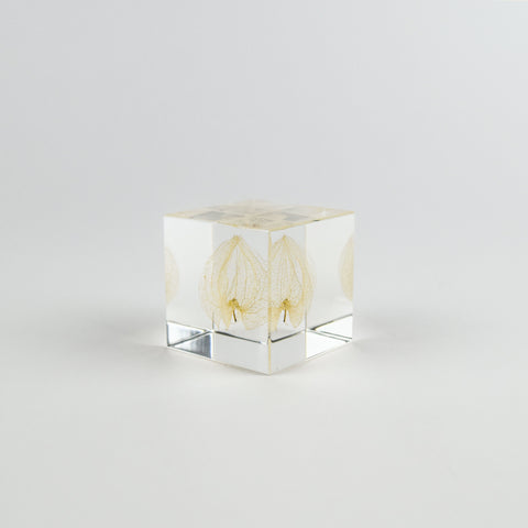 Clear cube with lacy leaf inside on a light gray background