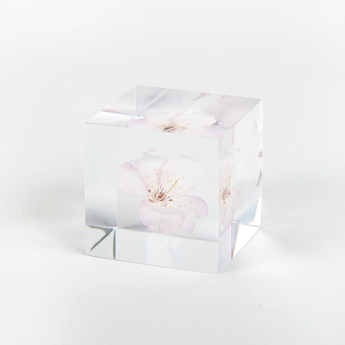 Sola Cubes - Sakura (Cherry Blossom) – Canoe