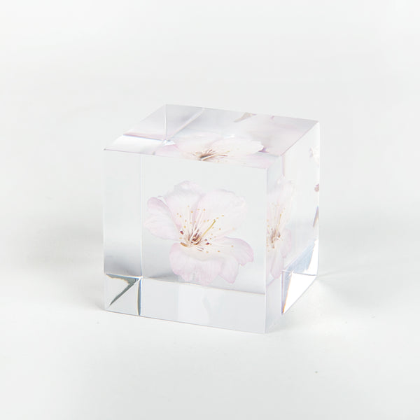 Sola Cubes - Sakura (Cherry Blossom)