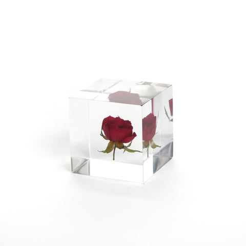 Sola Cubes - Rose
