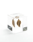 Sola Cubes - Botanicals