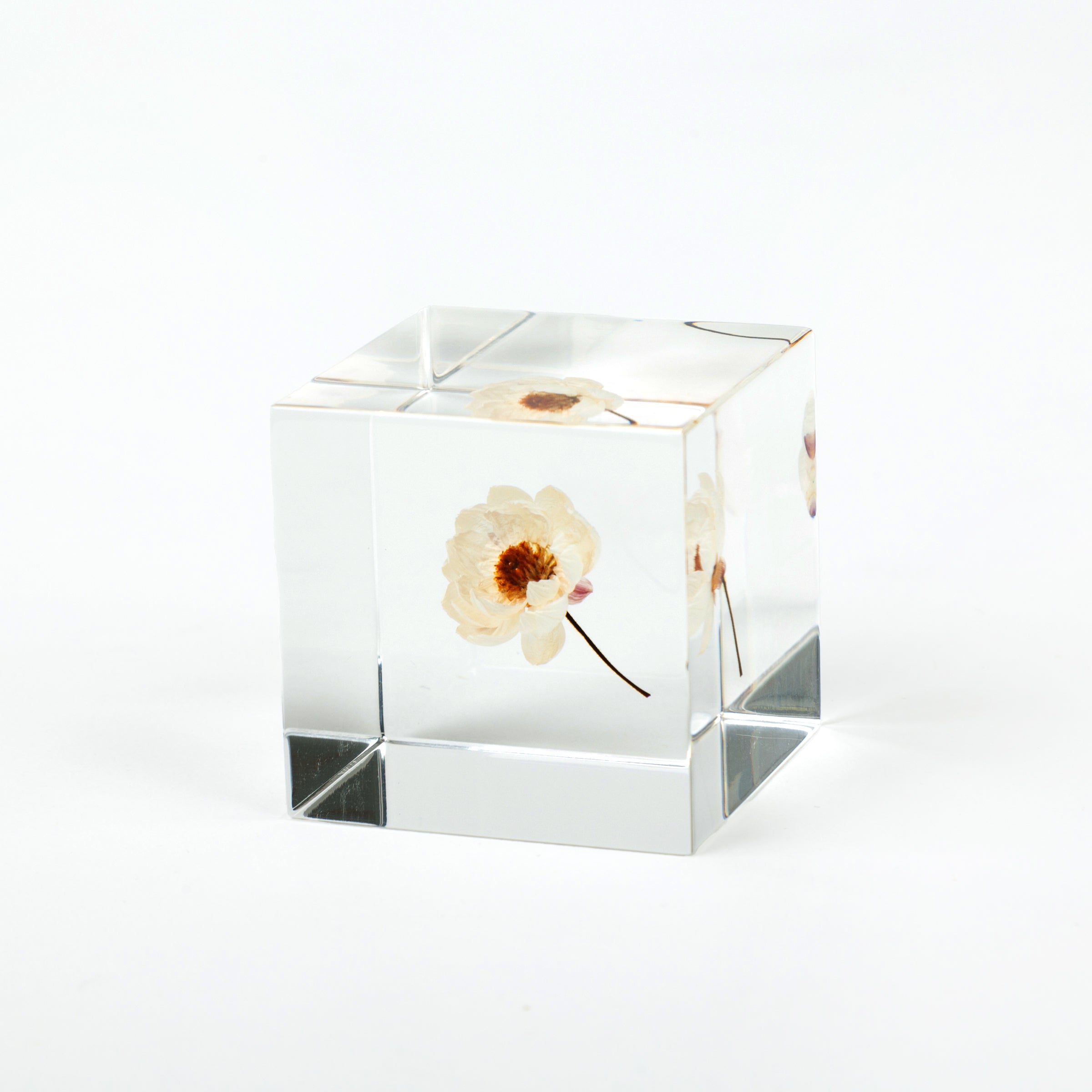 Sola Cubes - Botanicals – Canoe