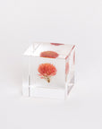 Sola Cubes - Botanicals