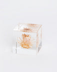 Sola Cubes - Botanicals