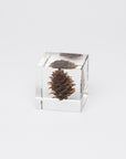 Sola Cubes - Botanicals