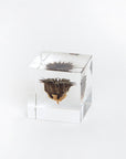 Sola Cubes - Botanicals