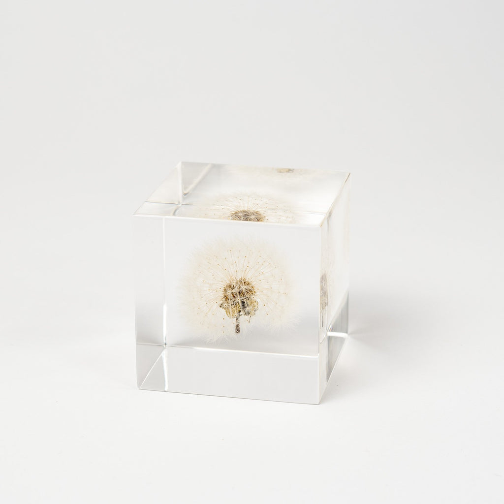 Sola Cubes - Dandelion Large